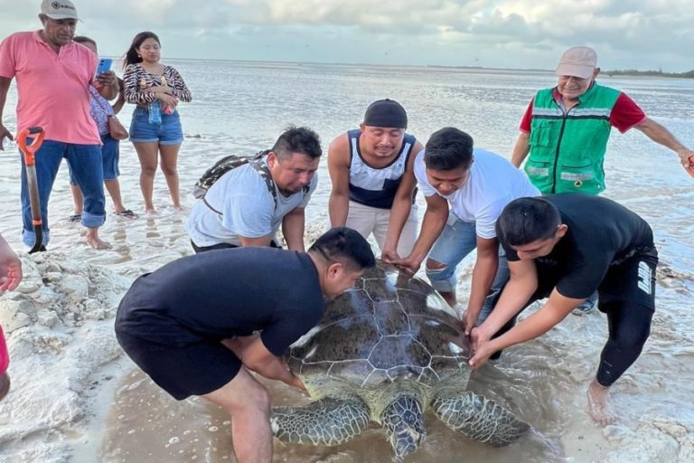 tortuga