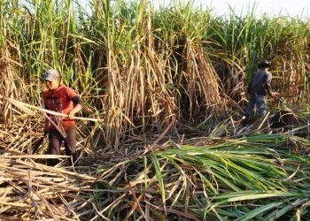 CRÍTICA SITUACIÓN: Múltiples problemas agobian a cañeros del sur de QR