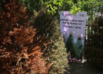 Continúa programa de recepción y acopio de árboles navideños en Isla Mujeres