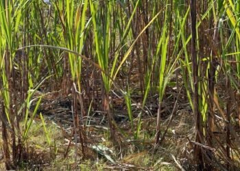 ALERTAN CAÑEROS: “Catastrófica” afectación del hongo fusarium en sur de QR