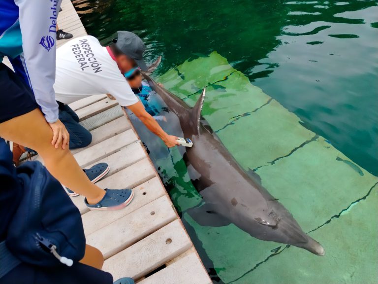delfines