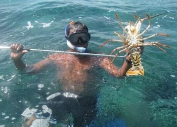 LEJOS DE EXPECTATIVAS: Complicado panorama para pescadores de langosta