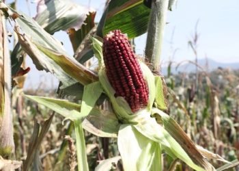 | VISIÓN INTERCULTURAL | Maíz transgénico, T-MEC, ….y, por supuesto, Trump