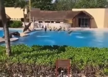 Denuncia Sema a hotel Barceló de la Riviera Maya por maltrato a delfín (VIDEO)