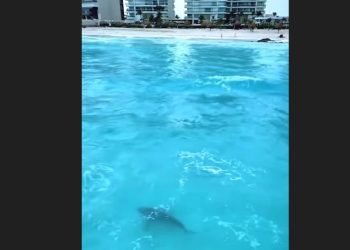 Avistan a tiburón toro en playa Chac Mool de Cancún (VIDEO)