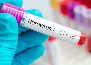 norovirus
