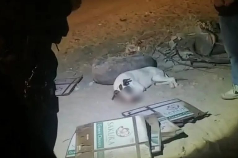 PERRO EN SONORA