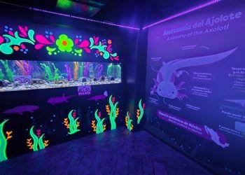 DÍA DEL AJOLOTE: Promueven cuidado de especies en peligro de extinción