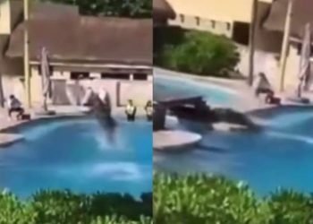 VIDEO ES DEL 2020: Niegan muerte de delfín en hotel Barceló