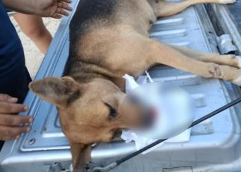 Detienen a conductor por atropellar de manera premeditada a un perro