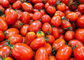 Jitomate mexicano en riesgo: aranceles de EE.UU. amenazan exportaciones
