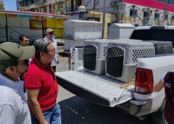 Rescatan a 8 perros abandonados en un predio de Cancún