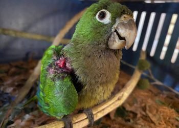 HERIDOS POR RESORTERAS: intentan capturar aves exóticas en Holbox