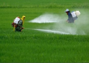 | VISIÓN INTERCULTURAL | ¿Otra vez el glifosato? Otra mirada al control de malezas