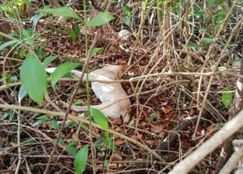 CRUELDAD ANIMAL: Envenenan a perros en la Unicaribe de Cancún