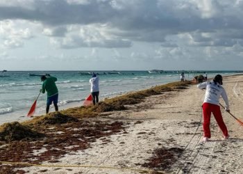 Recolectan 16 mil toneladas de sargazo en costas de QR