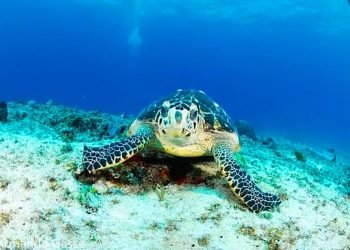 DENSIDAD CERO: Piden a Mara Lezama ampliar el Área Natural Protegida de Xcacel-Xcacelito