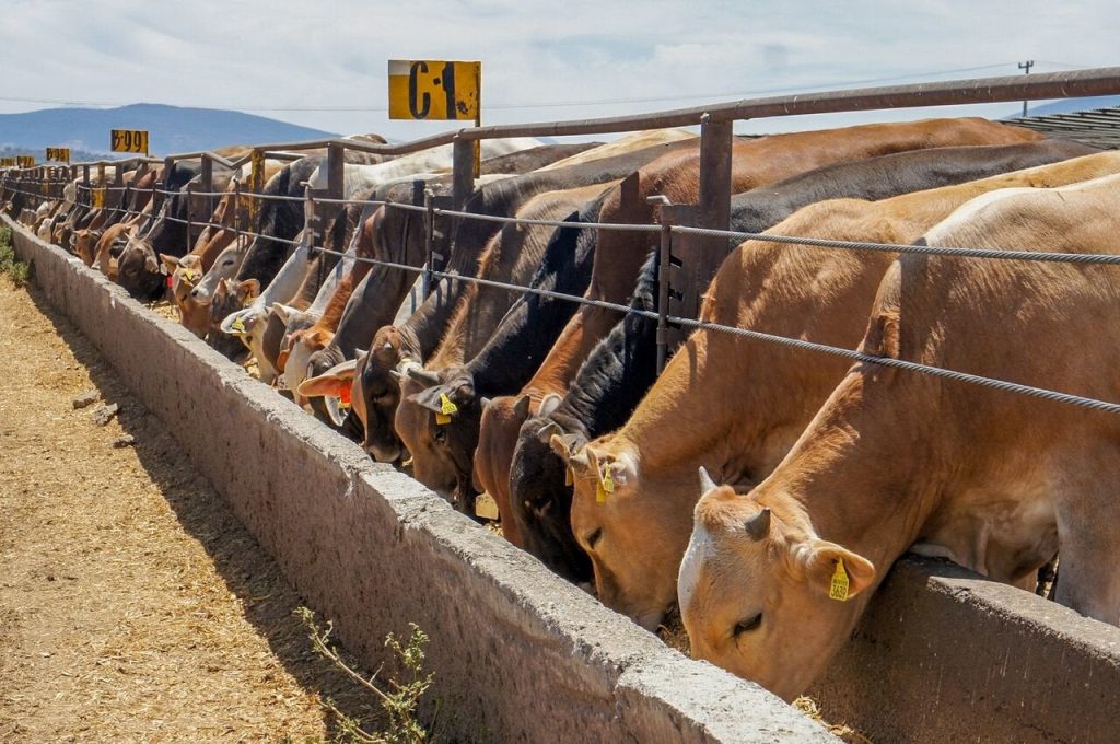 reactivar la exportación de ganado bovino