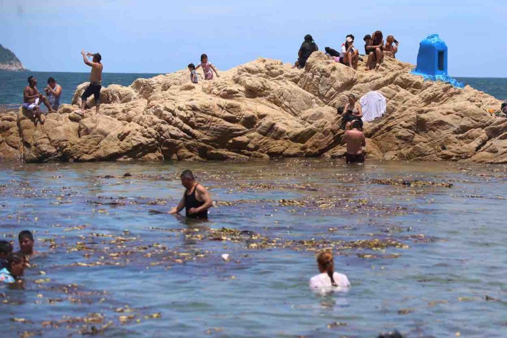 Acapulco: Invasión histórica de lirio acuático