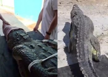 Rescatan a enorme cocodrilo cerca de club de playa en Cozumel (VIDEO)