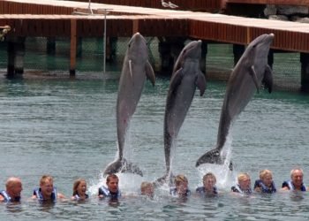 ACLARA LA AMHMAR: Delfinarios no cerrarán pese a reforma a Ley de Vida Silvestre