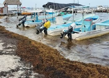 Empeora el arribo de sargazo a Puerto Juárez