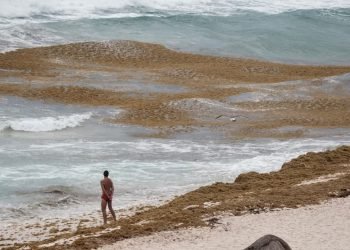 SARGAZO NO DA TREGUA: Recalan masas triples a lo reportado en 2024 en Cancún