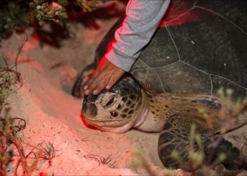 Liberan más de 2.5 millones de tortugas en Cancún gracias a Fundación Palace