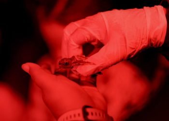 Cancún celebra el nacimiento de 84 tortuguitas en Playa Marlín