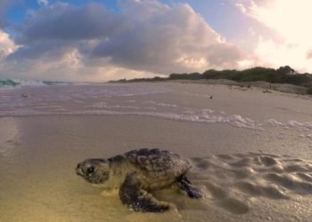 COZUMEL: Nacen las primeras crías de tortuga marina en Punta Sur