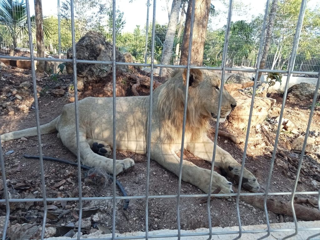 LEONES CHETUMAL
