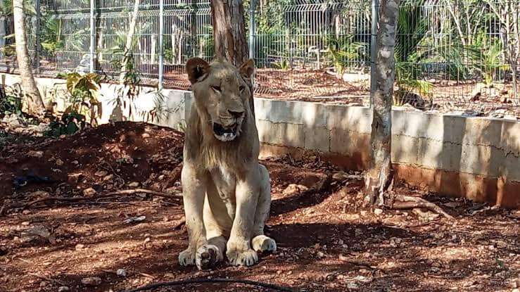 LEONES CHETUMAL