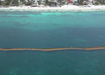Barreras antisargazo funcionan en Puerto Morelos y mantienen playas limpias (VIDEO)
