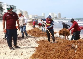 Recalan en Cancún niveles históricos de sargazo: lo que antes llegaba en un mes, ahora arriba en tres días
