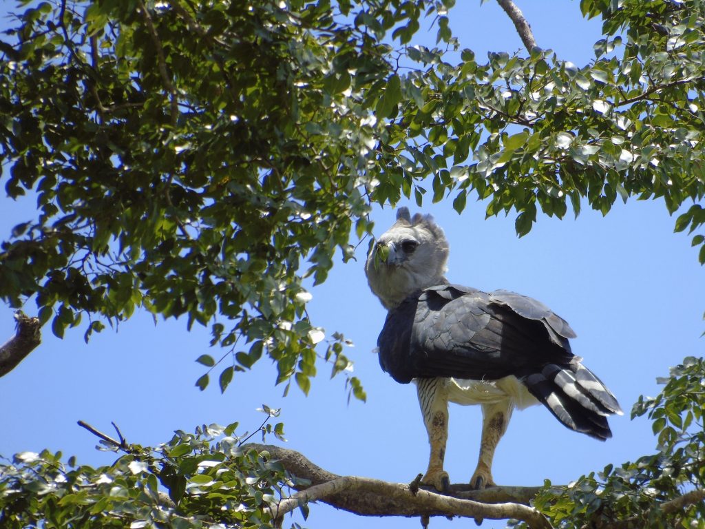 Águila arpía en Selva Lacandona tras 12 años