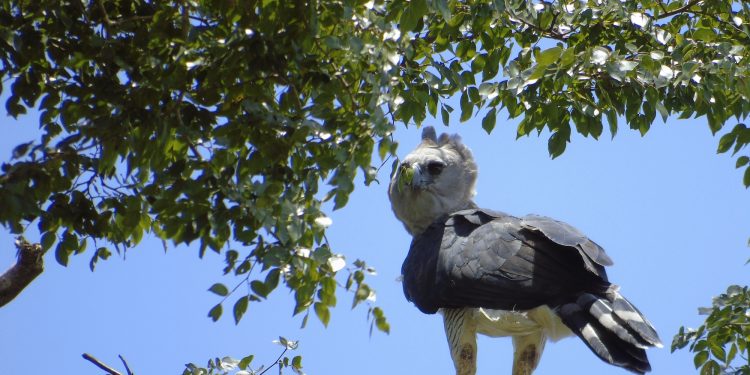 Águila arpía en Selva Lacandona tras 12 años
