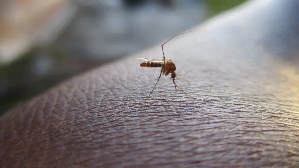 Dengue en Chiapas: Casos Disminuyen 80% en 2025, Reportan 303 Contagios
