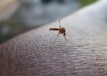 Dengue en Chiapas: Casos Disminuyen 80% en 2025, Reportan 303 Contagios