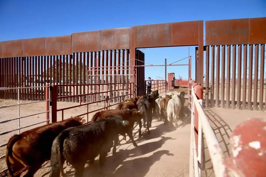 Exportación de ganado de Sonora a EU se reactiva tras cierre