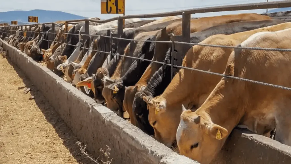 Exportación de ganado de Sonora a EU se reanuda tras cierre