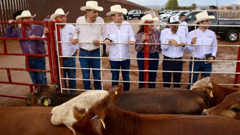 Frontera ganadera México: presión de Sonora y Chihuahua por reapertura
