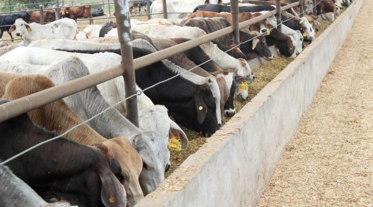 Ganaderos de Chihuahua buscan reapertura fronteriza en EEUU