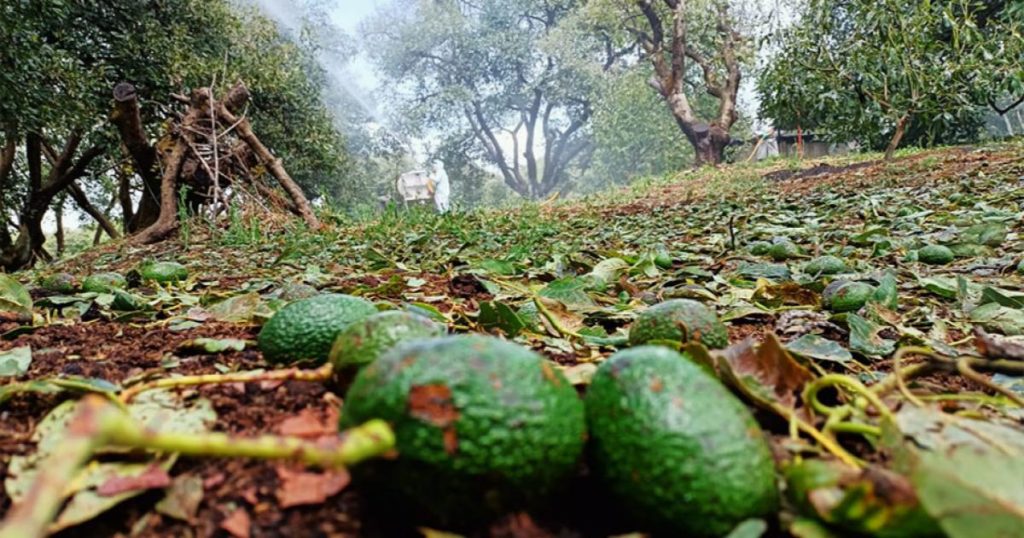 Granizada en Morelos: Evalúan daños en aguacate y nopal