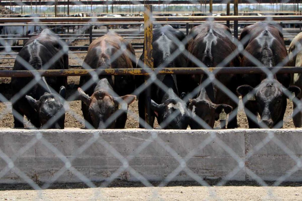 Gusano barrenador Nicaragua: Alerta en Durango por importación de ganado