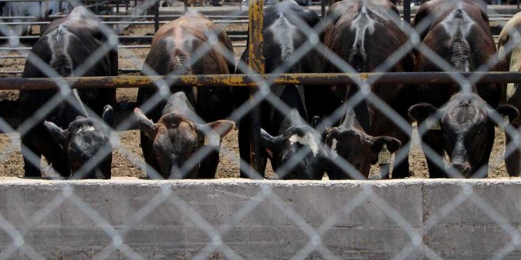 Gusano barrenador Nicaragua: Alerta en Durango por importación de ganado