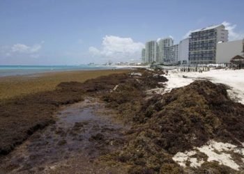 capacitan a personal hotelero para la recolección adecuada del sargazo en Cancún