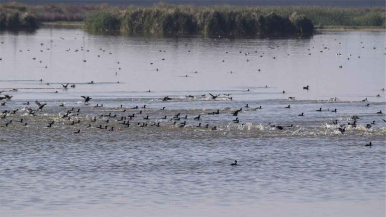 Inundaciones en Texcoco: Resurgen Humedales y Aves Migratorias