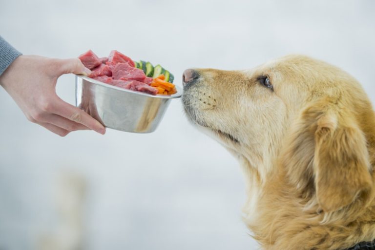 Mexicanos invierten más en mascotas que en su propia salud: un análisis