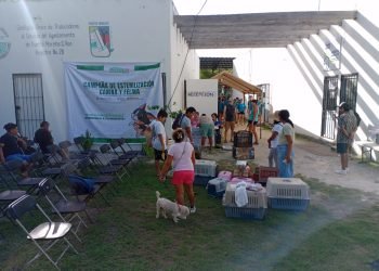 Realizan campaña de esterilización de perros y gatos en Puerto Morelos