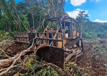Profepa clausura predio en Tekax por devastación menonita